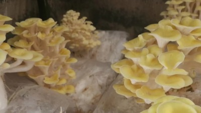 Our first honey harvest 