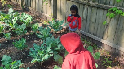 Our first honey harvest 