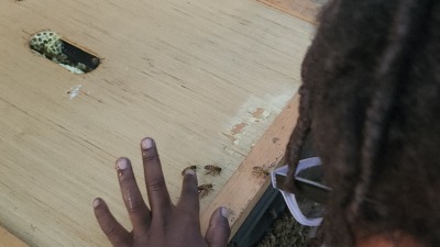 Our first honey harvest 