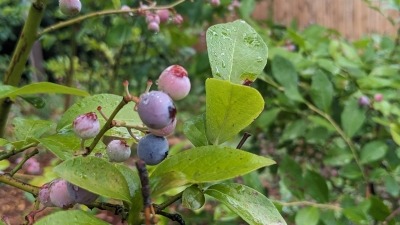 Blueberries 2024