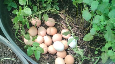 One reason we need a farm! Our Chickens need a home!