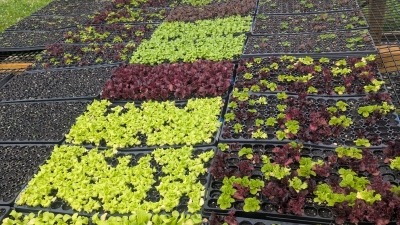 Some plant starts, mostly lettuces 
