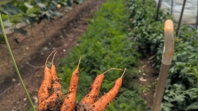 Harvesting some carrots at the farm