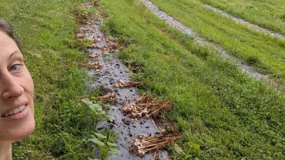 Woman with pulled row of garlic