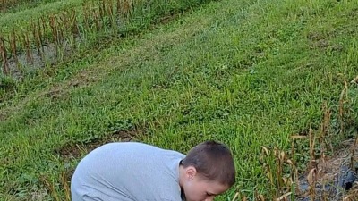 Young boy puking garlic in a field of garlic rows 