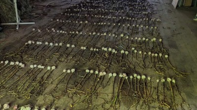 Rows of garlic drying on barn floor 
