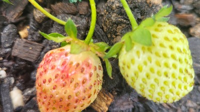 Community gardening strawberries