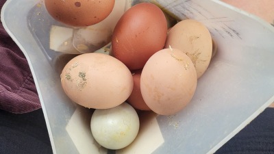 Chicken eggs