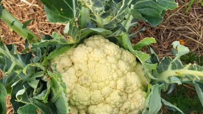 Community gardening