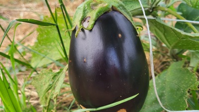 Community gardening