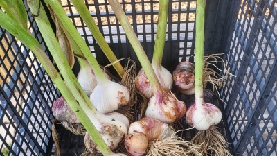 Community gardening garlic