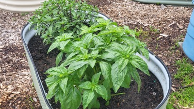 Community gardening basil 