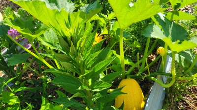 Community gardening