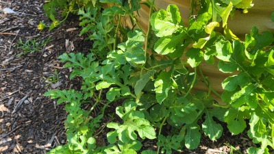 Community gardening