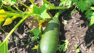 Community gardening