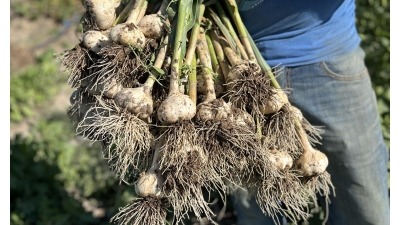 Mike's hardneck Georgian Crystal Garlic