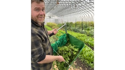 Making Lettuce mixes to for Chefs and the farmers market
