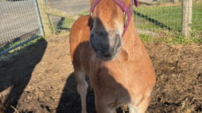A new 2026 Suffolk colt