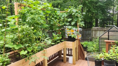 Back porch raised beds for vegetables