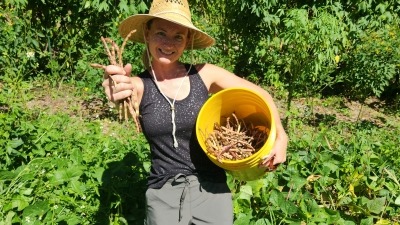 Harvesting Cowpea