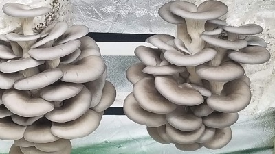 Blues