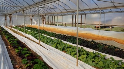greens in a greenhouse