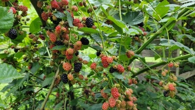Blackberries