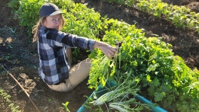 Kelli thinning out a Mizuna crop 