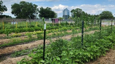 Former Cattle Pen turned into seed saving garden.