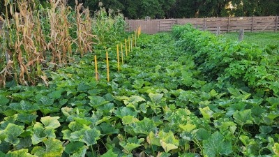 Seminole Pumpkin Seed Crop