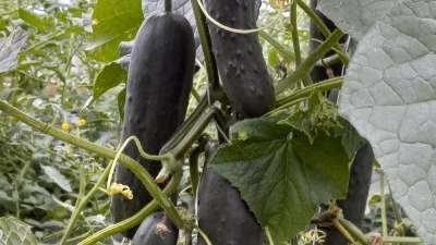 Cukes