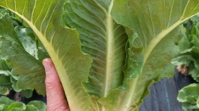 Romaine