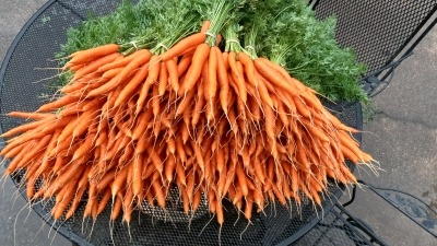 Carrots