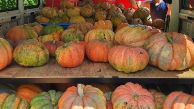 Pumpkin Seed Crop