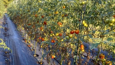 Maters