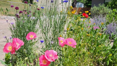 poppy