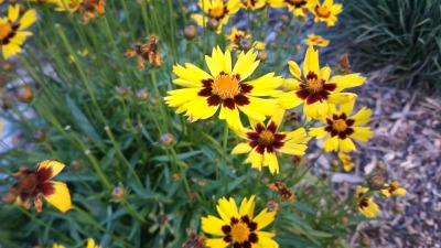 coreopsis