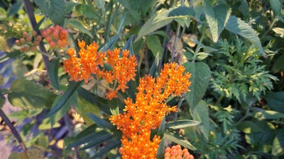 butterfly weed