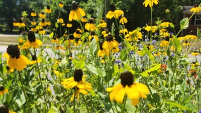 black eyed susan