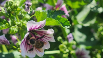 bee in flower