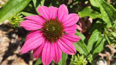 coneflower