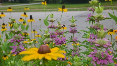 lemon balm and susans
