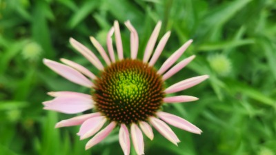 new coneflower