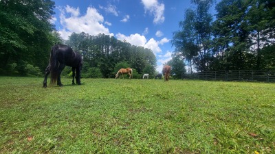 Working with Horses