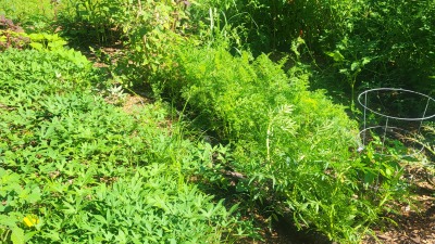 Home garden- sweet potatoes, carrots, tomatoes, amaranth