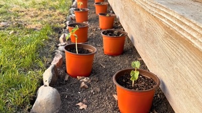 Green beans laid out for planting 