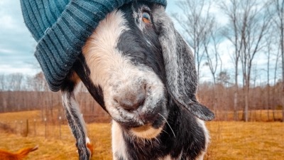 Goat wearing a knit hat.