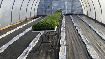 Early spring seed starting trays in heated high tunnel