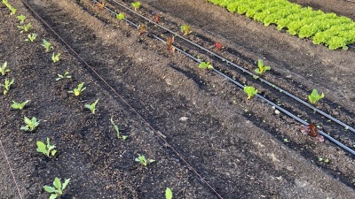 Kohlrabi, and swiss chard in winter production