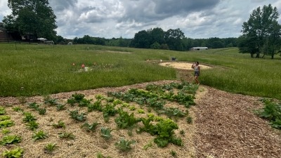 One of our plots of vegetables 